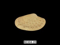 藏品(波紋橫簾蛤)的圖片